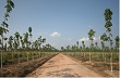 Tình hình triển khai thực hiện chuyển đổi rừng nghèo kiệt sang trồng cao su
